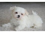 AKC  Reegistered Maltese puppies ready for adoption