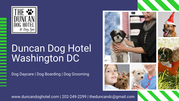 Dog Day Care & Complete Dog Grooming - The Ducan Dog Hotel Washington DC