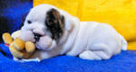 two adorable french bulldog for sale 